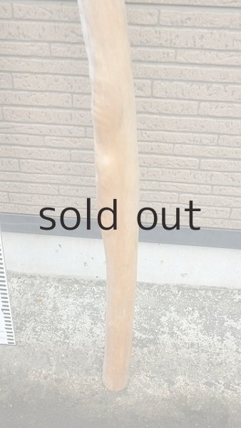 画像5: 棒流木・長尺 (5)