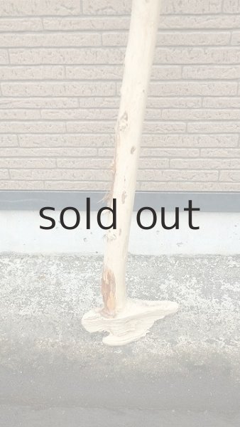 画像2: 棒流木・長尺 (2)