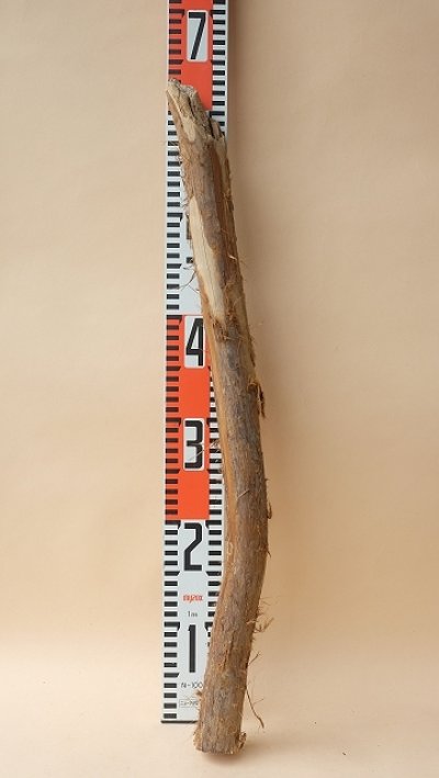 画像3: 棒流木（カット流木）