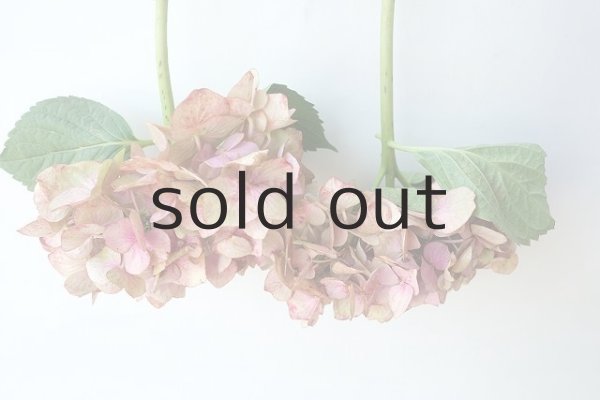 画像2: Dry plants for decor ドライアジサイイッテンモノ2021 (2)