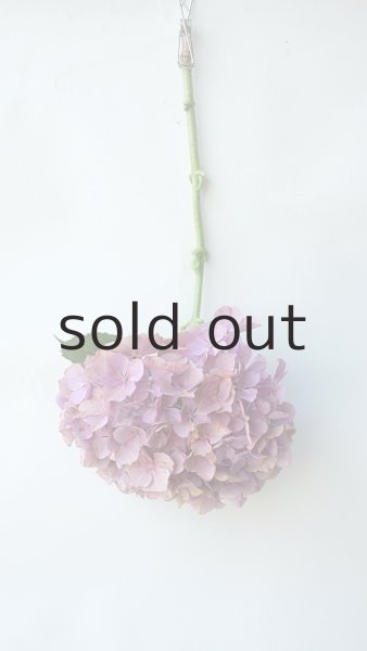 画像2: Dry plants for decor ドライアジサイイッテンモノ2021 (2)