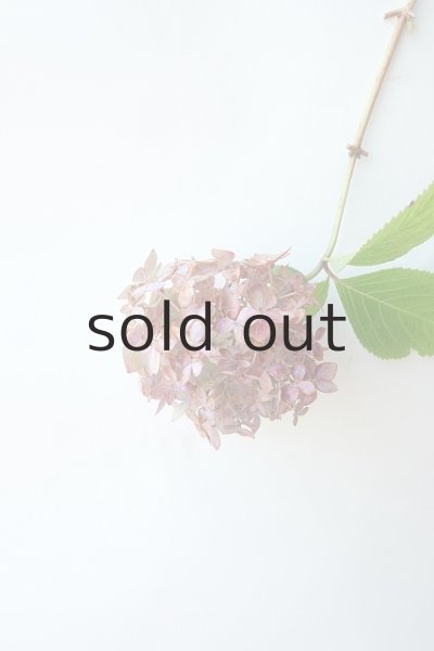 画像2: Dry plants for decor ドライアジサイイッテンモノ2021 (2)