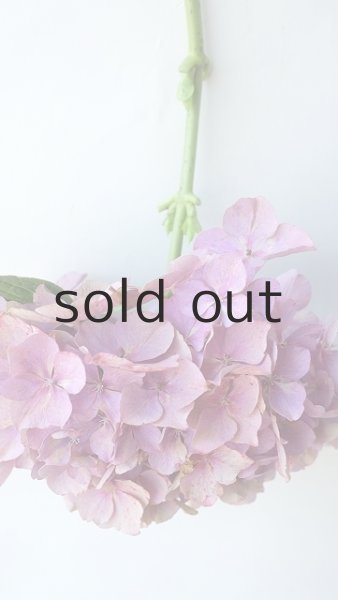 画像3: Dry plants for decor ドライアジサイイッテンモノ2021 (3)