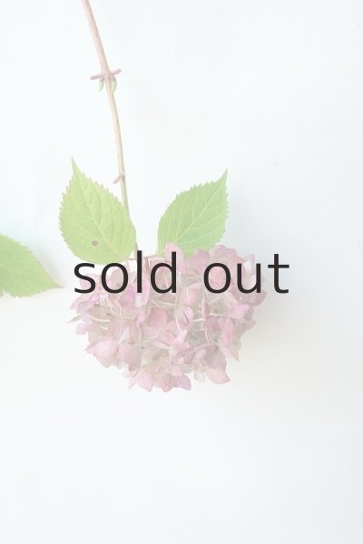 画像3: Dry plants for decor ドライアジサイイッテンモノ2021 (3)
