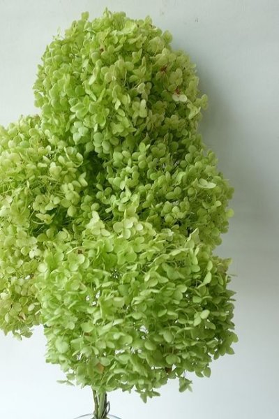 画像2: Dry plants for decor デコール用乾燥紫陽花(アナベル・中)2021年度開花分 (2)
