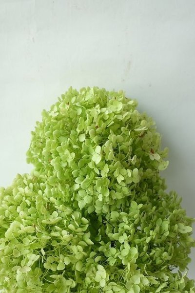 画像5: Dry plants for decor デコール用乾燥紫陽花(アナベル・中)2021年度開花分 (5)