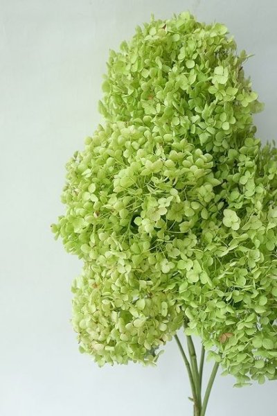 画像3: Dry plants for decor デコール用乾燥紫陽花(アナベル・中)2021年度開花分 (3)