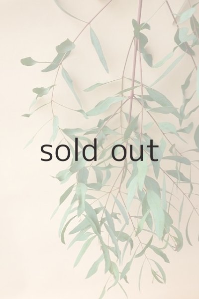 画像3: Dry plants for decor ユーカリ生切り枝（ビミナリス）タイプ500〜700mm (3)