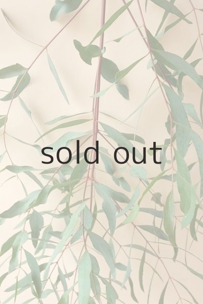 画像6: Dry plants for decor ユーカリ生切り枝（ビミナリス）タイプ500〜700mm (6)