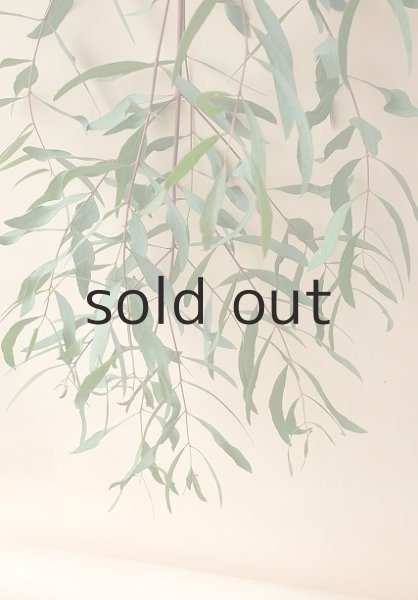 画像4: Dry plants for decor ユーカリ生切り枝（ビミナリス）タイプ500〜700mm (4)