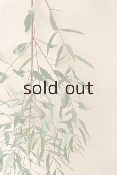 画像5: Dry plants for decor ユーカリ生切り枝（ビミナリス）タイプ500〜700mm (5)