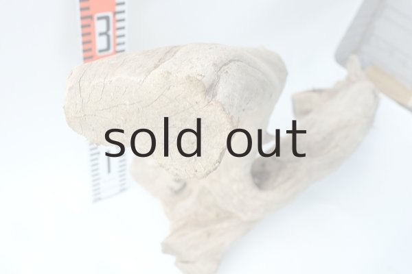 画像5: 変形流木（中型） (5)