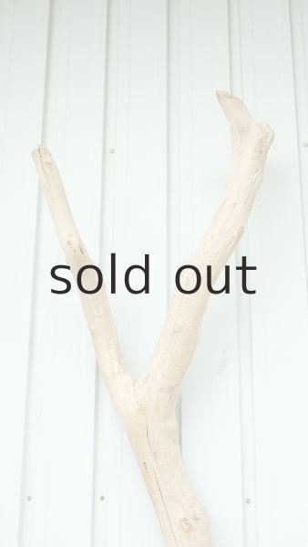 画像4: 大型　幹 (4)