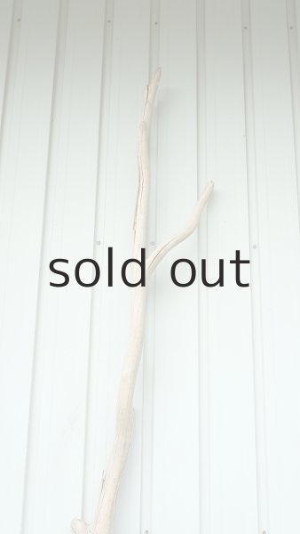 画像4: 大型　幹 (4)