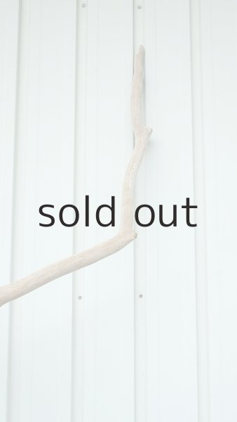 画像8: 大型　幹 (8)