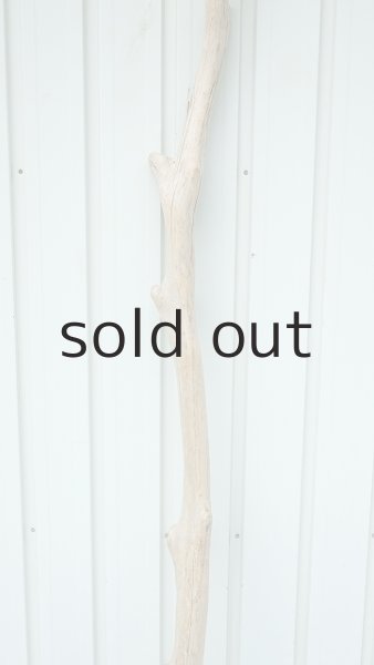 画像3: 大型　幹 (3)