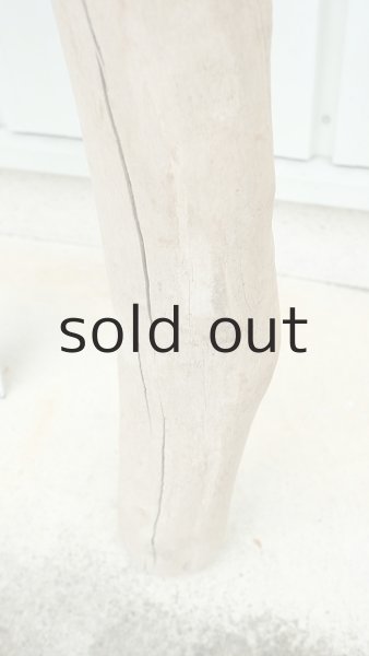 画像8: 大型　幹 (8)