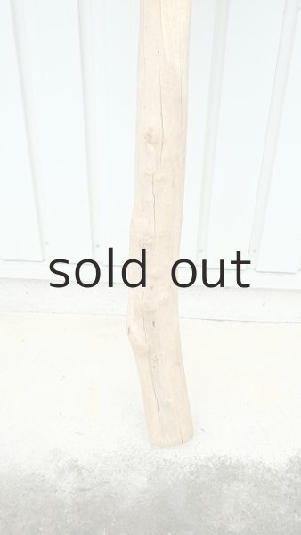 画像2: 大型　幹 (2)