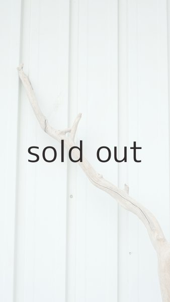 画像7: 大型　幹 (7)