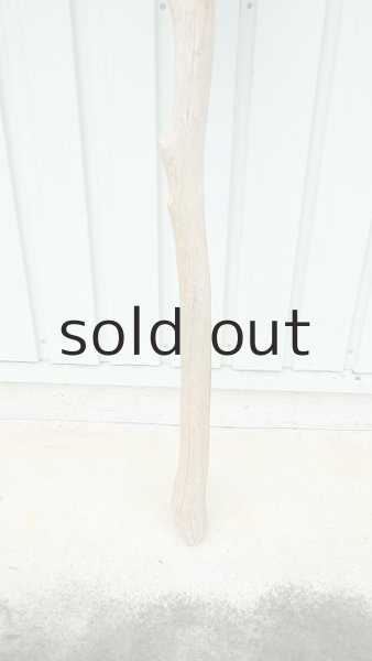 画像2: 大型　幹 (2)