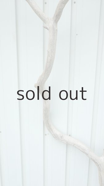 画像4: 大型　幹 (4)