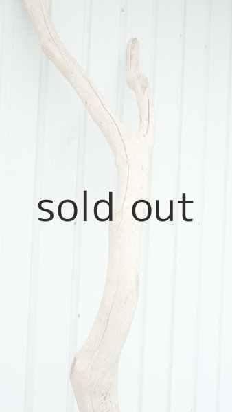 画像6: 大型　幹 (6)