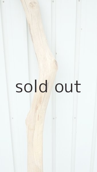 画像3: 大型　幹 (3)