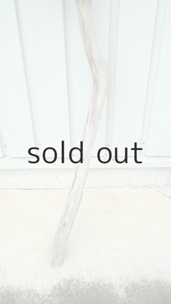 画像2: 大型　幹 (2)