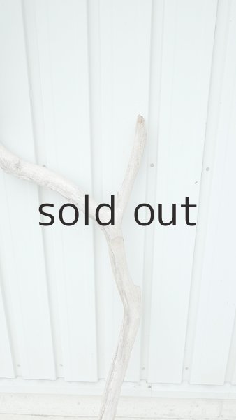 画像3: 大型　幹 (3)