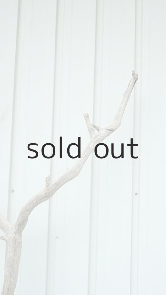 画像6: 大型　幹 (6)