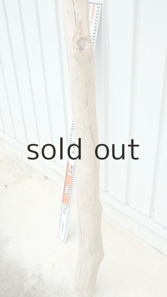 画像7: 大型　幹 (7)