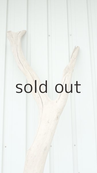 画像5: 大型　幹 (5)