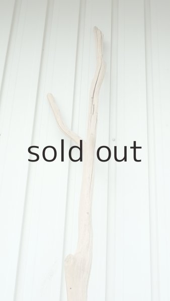 画像5: 大型　幹 (5)