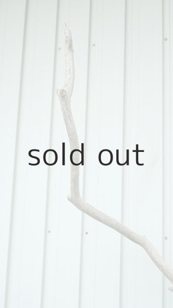 画像5: 大型　幹 (5)