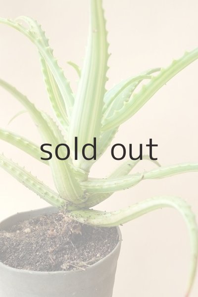 画像2: アロエ苗・斑入りキダチアロエ (2)