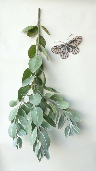 画像9: Dry plants for decor ユーカリ生切り枝（テトラゴナシルバー）タイプ500〜700mm (9)