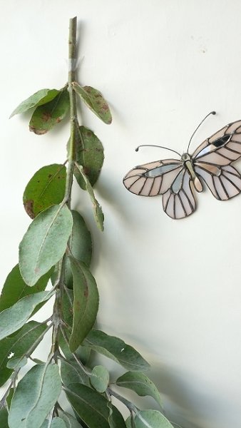 画像10: Dry plants for decor ユーカリ生切り枝（テトラゴナシルバー）タイプ500〜700mm (10)