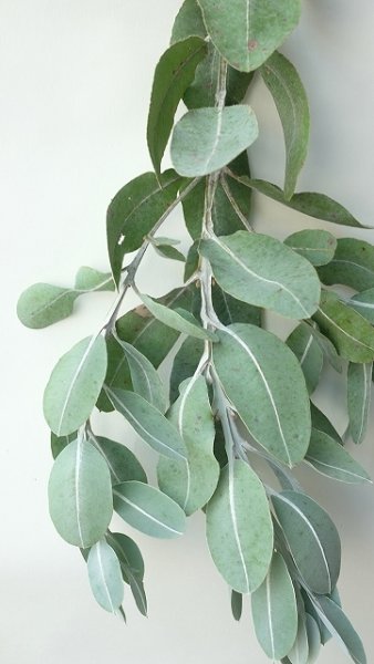 画像11: Dry plants for decor ユーカリ生切り枝（テトラゴナシルバー）タイプ500〜700mm (11)