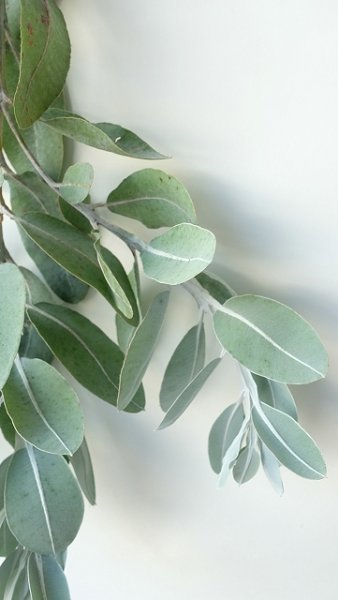 画像12: Dry plants for decor ユーカリ生切り枝（テトラゴナシルバー）タイプ500〜700mm (12)