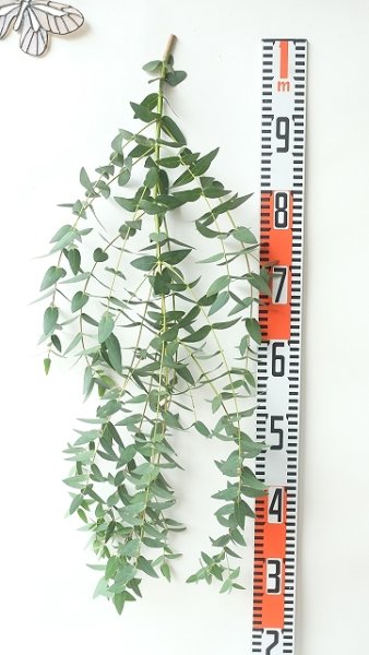 画像7: Dry plants for decor ユーカリ生切り枝（パルブラ）タイプ500〜700mm (7)