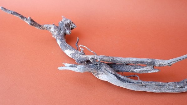 画像7: 流木根 (7)