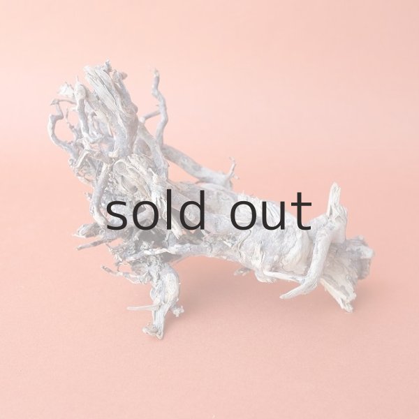 画像3: ミニ流木根 (3)