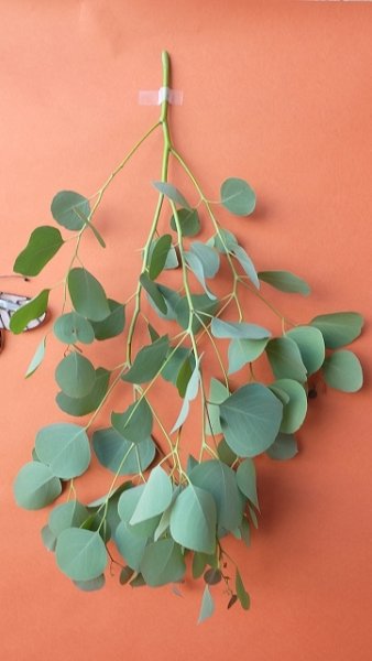 画像4: Dry plants for decor ユーカリ生切り枝（ポポラス）タイプ500mm (4)