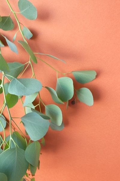 画像8: Dry plants for decor ユーカリ生切り枝（ポポラス）タイプ500mm (8)