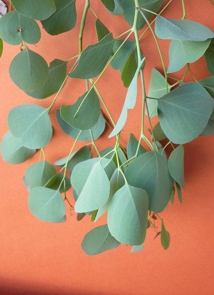 画像7: Dry plants for decor ユーカリ生切り枝（ポポラス）タイプ500mm (7)