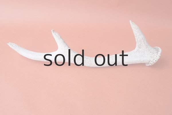 画像4: デコール用二ホンジカの角＊outlet＊ (4)