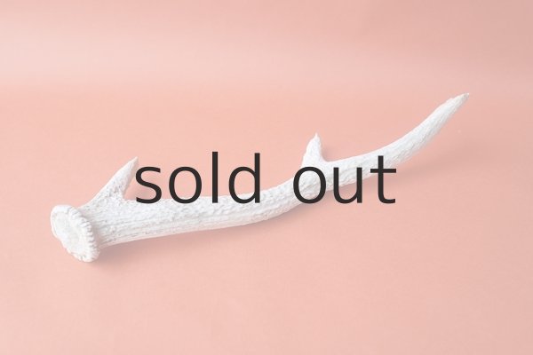 画像6: デコール用二ホンジカの角＊outlet＊ (6)