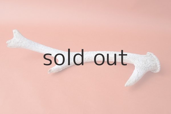 画像5: デコール用二ホンジカの角＊outlet＊ (5)