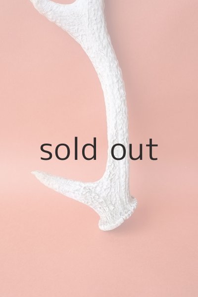 画像2: デコール用二ホンジカの角＊outlet＊ (2)