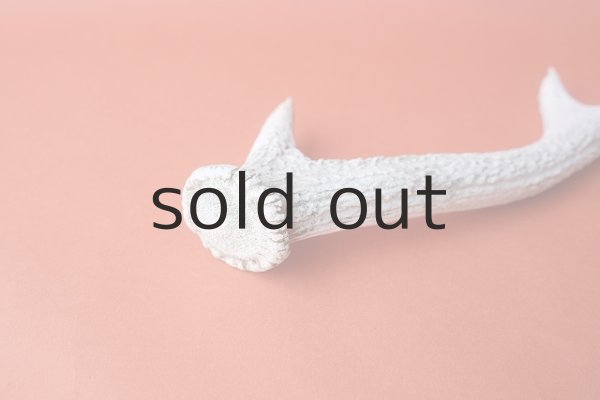 画像7: デコール用二ホンジカの角＊outlet＊ (7)